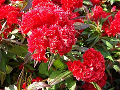 196 Longwood Gardens [2008 August 23]